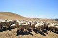 Flock of sheep in New Zealand Royalty Free Stock Photo