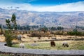 flock of sheep in pasture