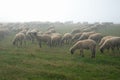 Flock of sheep in pasture on a foggy morning, rural countryside scene, Poland