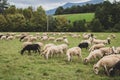 Flock of sheep on pasture. Herd of colorful sheep and lambs. Shaved sheep. Farmland background. Grazing muttons. Livestock concept Royalty Free Stock Photo