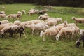 Flock of sheep on pasture. Herd of colorful sheep and lambs. Shaved sheep. Farmland background. Grazing muttons. Livestock concept Royalty Free Stock Photo