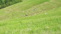 Flock of sheep in the pasture and watchdog