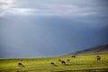 Flock of sheep pasturing in mountains