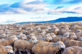 Flock of sheep at Patagonia, Chile. With selective focus