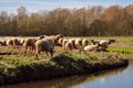 Flock of sheep peacefully grazing