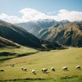 Flock of sheep peacefully grazing in a lush green meadow in Southern New Zealand