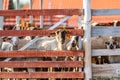 A flock of sheep peeks out from the wooden corral in anticipation of grazing. Horizontal orientation. Royalty Free Stock Photo