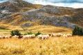 Sheep on the plains of Mavrovo national park, Macedonia Royalty Free Stock Photo