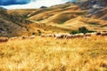 Sheep on the plains of Mavrovo national park, Macedonia Royalty Free Stock Photo