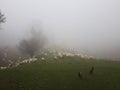 Flock of sheep and poultry feeding on the hills