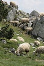 Flock of Sheep in Pyrenees Royalty Free Stock Photo