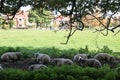 Flock of sheep relaxing in a shadow. Sheep under tree. Royalty Free Stock Photo