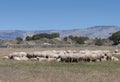 Flock of sheep resting on a field