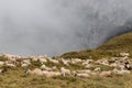 Flock of sheep resting Royalty Free Stock Photo