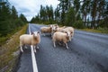 Flock of sheep on road in mountains of Scandinavia Royalty Free Stock Photo