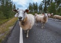 Flock of sheep on road in mountains of Scandinavia Royalty Free Stock Photo