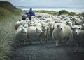 Flock of sheep on a road with shepherd