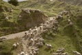 Flock of sheep on rugged New Zealand farm Royalty Free Stock Photo