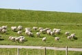 Flock of sheep running along a Dutch Royalty Free Stock Photo
