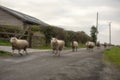 Flock of sheep running along a country road Royalty Free Stock Photo