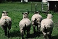 Shropshire sheep flock Royalty Free Stock Photo