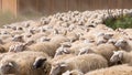 Sheep running on a dusty road Royalty Free Stock Photo