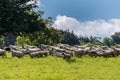 Flock of sheep running at Dumfries House in Cumnock, Scotland, U Royalty Free Stock Photo