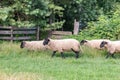 Flock of sheep running in meadow Royalty Free Stock Photo