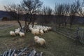 A flock of sheep running on meadow Royalty Free Stock Photo