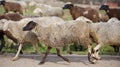 Flock of sheep Royalty Free Stock Photo