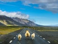 Flock of sheep running on the road in Iceland Royalty Free Stock Photo