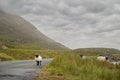 Flock of sheep running on a small asphalt road. Connemara, Ireland. Background in a fog. Nature background. Travel and agriculture Royalty Free Stock Photo