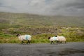 Flock of sheep running on a small asphalt road. Connemara, Ireland. Background in a fog. Nature background. Travel and agriculture Royalty Free Stock Photo