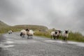 Flock of sheep running on a small asphalt road. Connemara, Ireland. Background in a fog. Nature background. Travel and agriculture Royalty Free Stock Photo