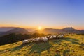 Flock of sheep in Saibi mountain Royalty Free Stock Photo