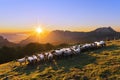 Flock of sheep in Saibi mountain Royalty Free Stock Photo