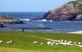 A Flock of Sheep Share the Golf Course on the Atlantic Side of t