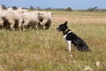 Flock of sheep with a sheep dog. South Australia.