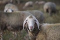 Flock of sheep with Sheep in the Foreground Royalty Free Stock Photo