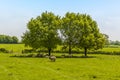 A flock of sheep sheltering from the sun under a tree close to the village of Laughton near Market Harborough, UK