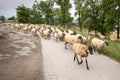 Flock of sheep with shepherd and dog on the road with green fields in Catalonia, Spain Royalty Free Stock Photo