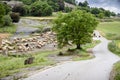 Flock of sheep with shepherd and dog on the road with green fields in Catalonia, Spain Royalty Free Stock Photo