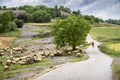 Flock of sheep with shepherd and dog on the road with green fields in Catalonia, Spain Royalty Free Stock Photo