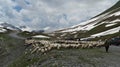 Flock of sheep with shepherds at a highway at the foot of a mountain during winter Royalty Free Stock Photo