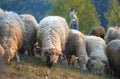 Flock of sheep and shepherd in background Royalty Free Stock Photo