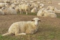 Flock of sheep sitting on the ground in a park in Cologne