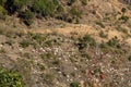 Flock of sheep on the slopes of Sivalik mountains