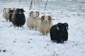 Flock of sheep on snowy ground approaching camera Royalty Free Stock Photo