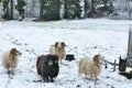 Flock of sheep on snowy ground approaching camera Royalty Free Stock Photo