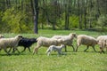 Flock of sheep on a spring meadow Royalty Free Stock Photo